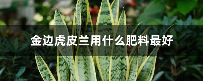 金边虎皮兰用什么肥料最好