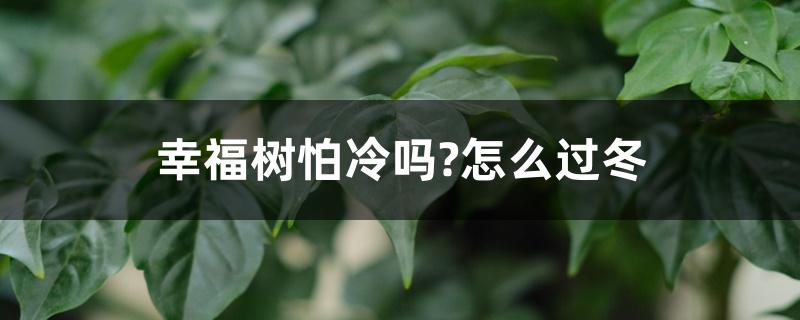 幸福树怕冷吗?怎么过冬