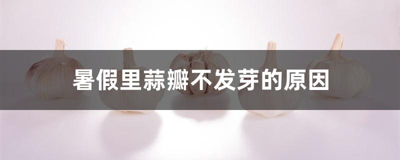 暑假里蒜瓣不发芽的原因