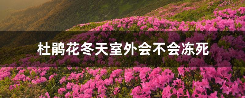 杜鹃花冬天室外会不会冻死 杜鹃花冬天室外会不会冻死