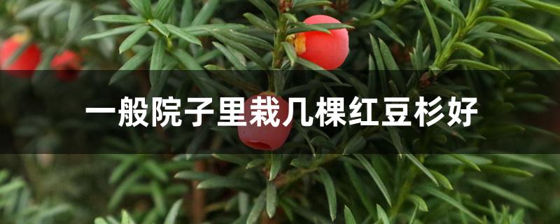 一般院子里栽几棵红豆杉好