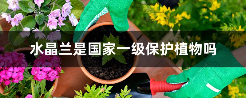 水晶兰是国家一级保护植物吗