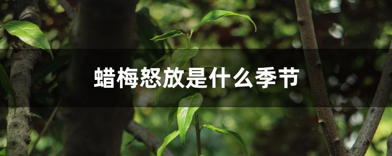 蜡梅怒放是什么季节