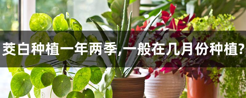 茭白种植一年两季,一般在几月份种植?