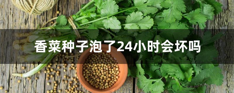 香菜种子泡了24小时会坏吗