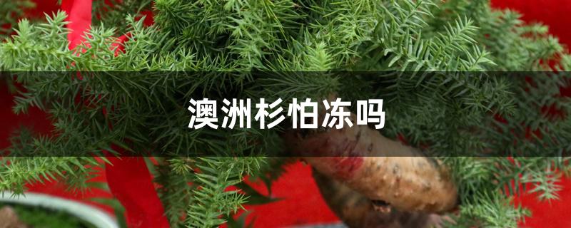 澳洲杉怕冻吗