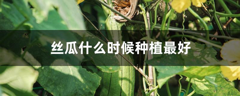 丝瓜什么时候种植最好