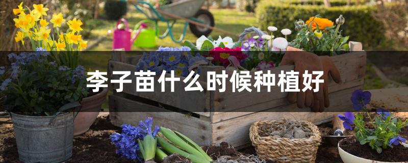 李子苗什么时候种植好