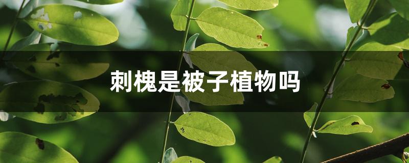 刺槐是被子植物吗