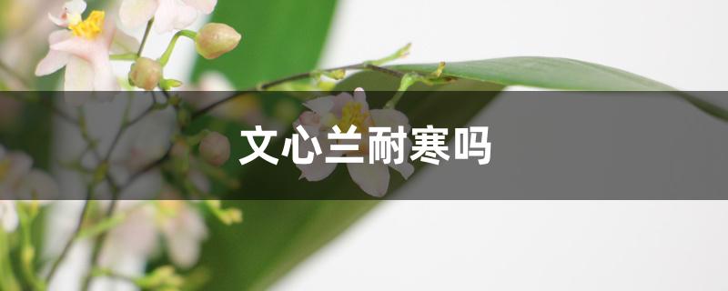 文心兰耐寒吗