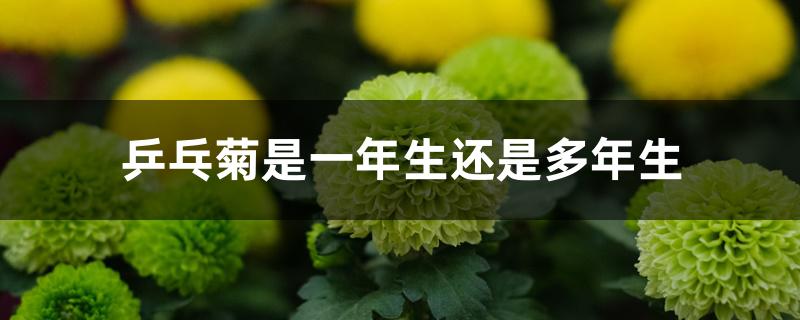 乒乓菊是一年生还是多年生 乒乓菊是一年生还是多年生