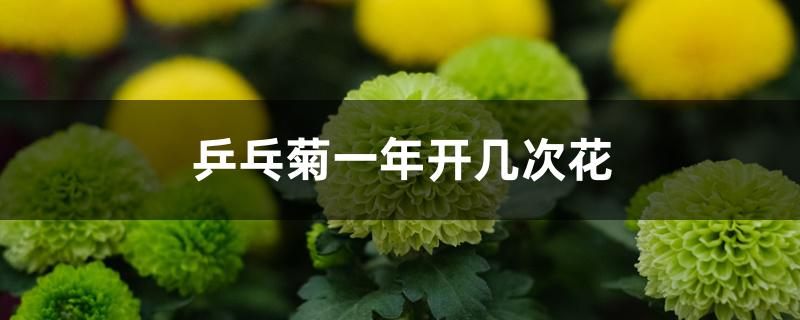 乒乓菊一年开几次花