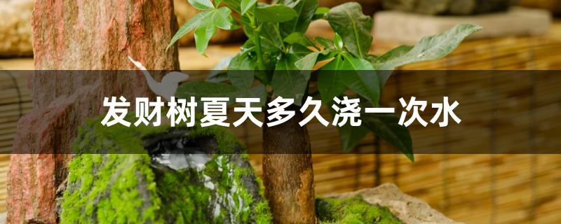 发财树夏天多久浇一次水 发财树夏天多久浇一次水