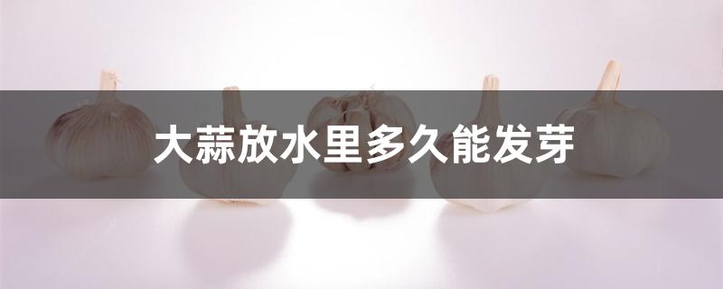 大蒜放水里多久能发芽