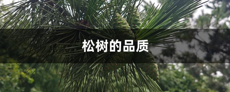 松树的品质