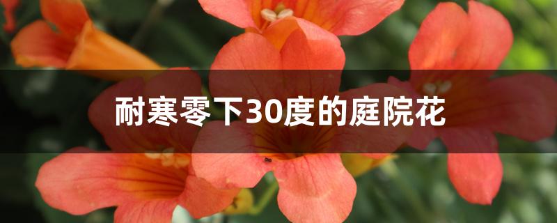 耐寒零下30度的庭院花