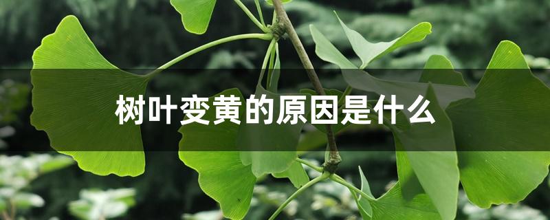 树叶变黄的原因是什么