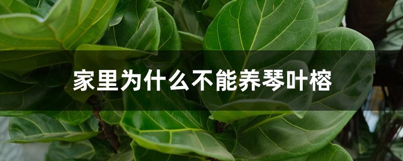 家里为什么不能养琴叶榕