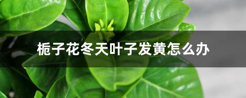 栀子花冬天叶子发黄怎么办