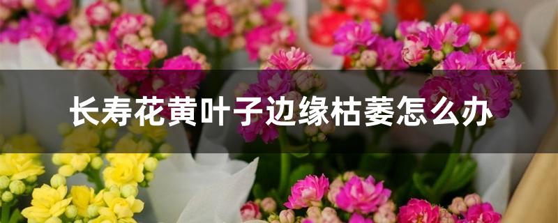 长寿花黄叶子边缘枯萎怎么办