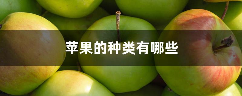 苹果的种类有哪些 苹果的种类有哪些
