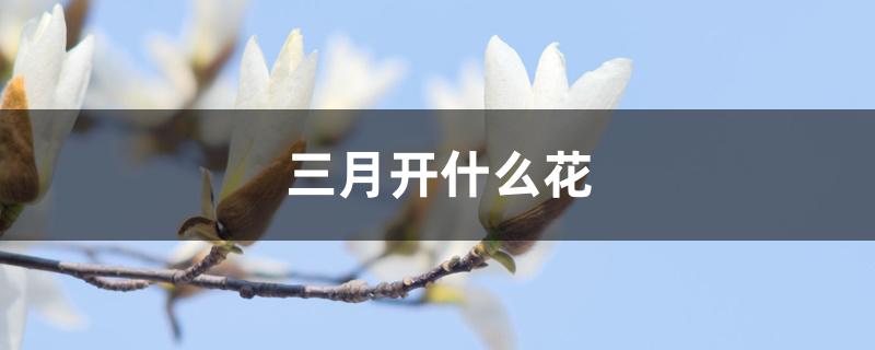 三月开什么花