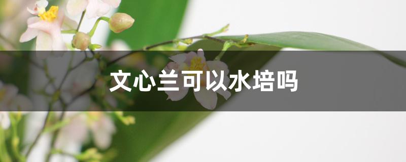 文心兰可以水培吗 文心兰可以水培吗