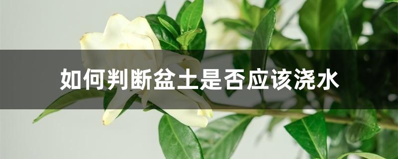如何判断盆土是否应该浇水 如何判断盆土是否应该浇水