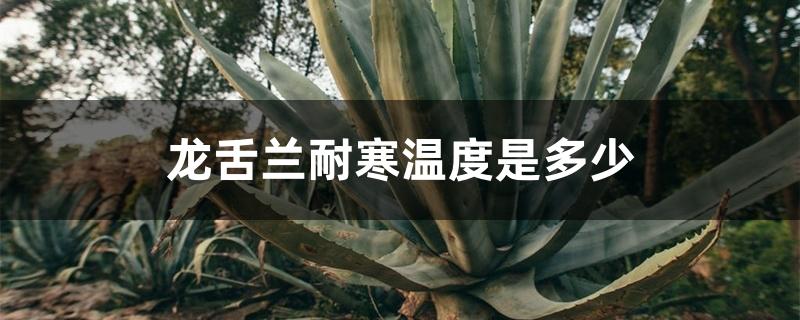 龙舌兰耐寒温度是多少