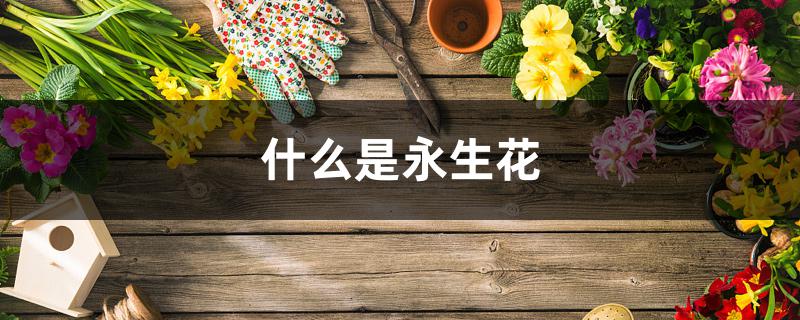 什么是永生花 什么是永生花
