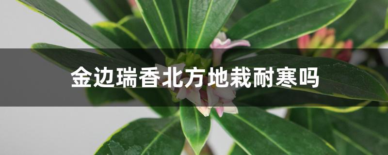 金边瑞香北方地栽耐寒吗