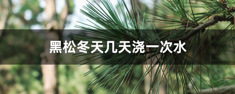 黑松冬天几天浇一次水