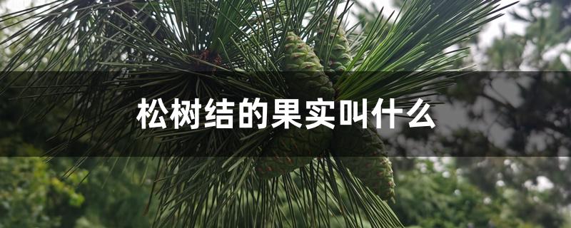 松树结的果实叫什么