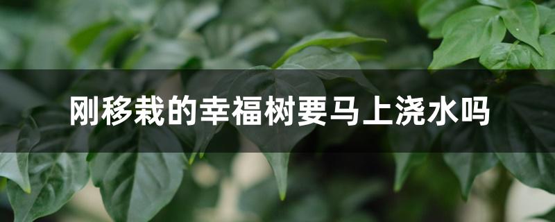 刚移栽的幸福树要马上浇水吗