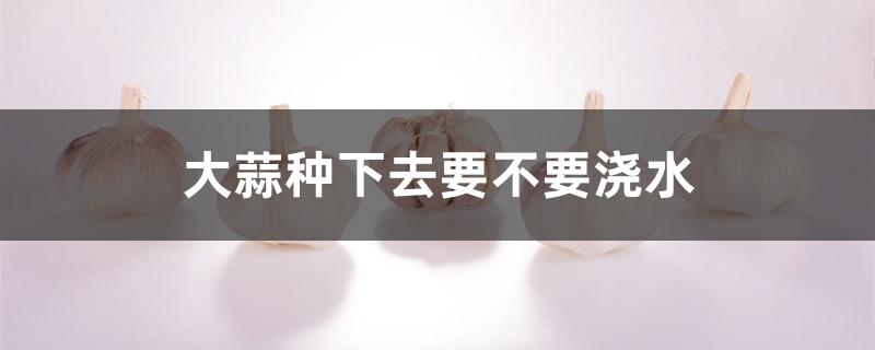 大蒜种下去要不要浇水