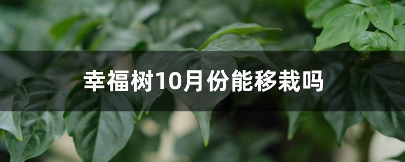 幸福树10月份能移栽吗