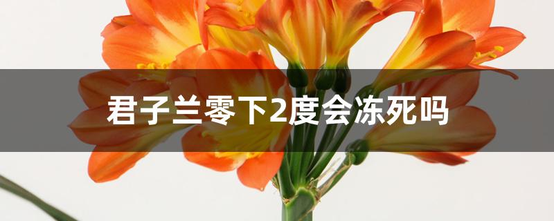 君子兰零下2度会冻死吗