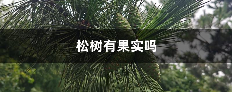 松树有果实吗