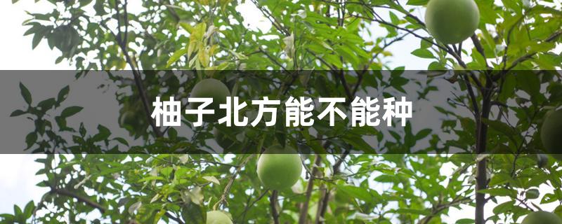柚子北方能不能种 柚子北方能不能种