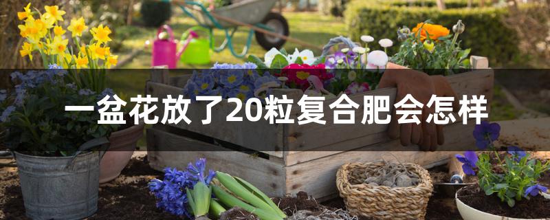 一盆花放了20粒复合肥会怎样