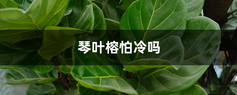 琴叶榕怕冷吗 琴叶榕怕冷吗