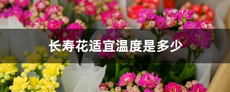 长寿花适宜温度是多少