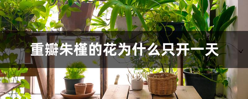 重瓣朱槿的花为什么只开一天 重瓣朱槿的花为什么只开一天