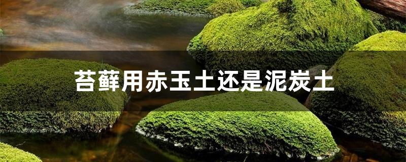 苔藓用赤玉土还是泥炭土