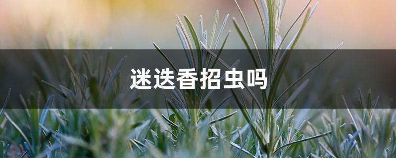 迷迭香招虫吗