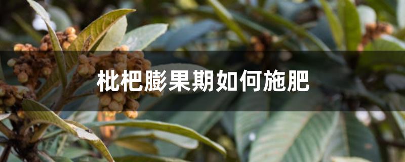 枇杷膨果期如何施肥