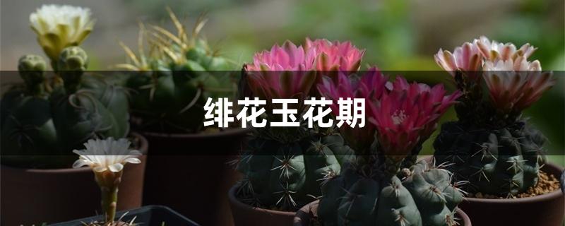 绯花玉花期