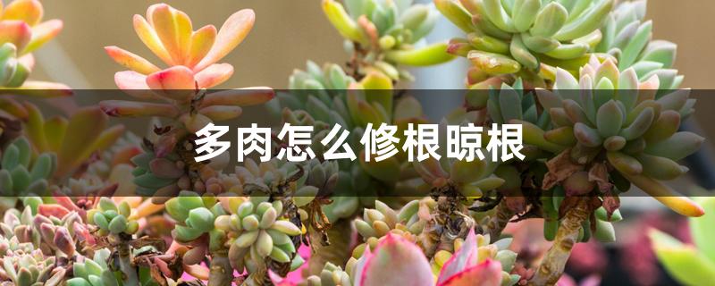 多肉怎么修根晾根