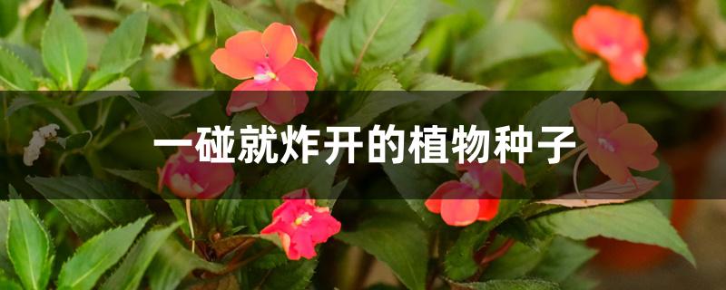 一碰就炸开的植物种子