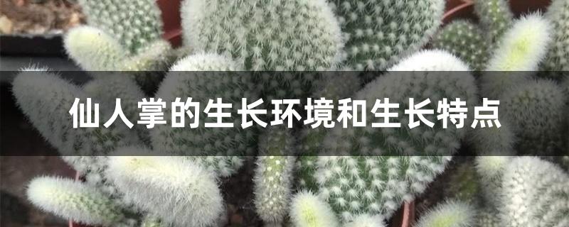 仙人掌的生长环境和生长特点